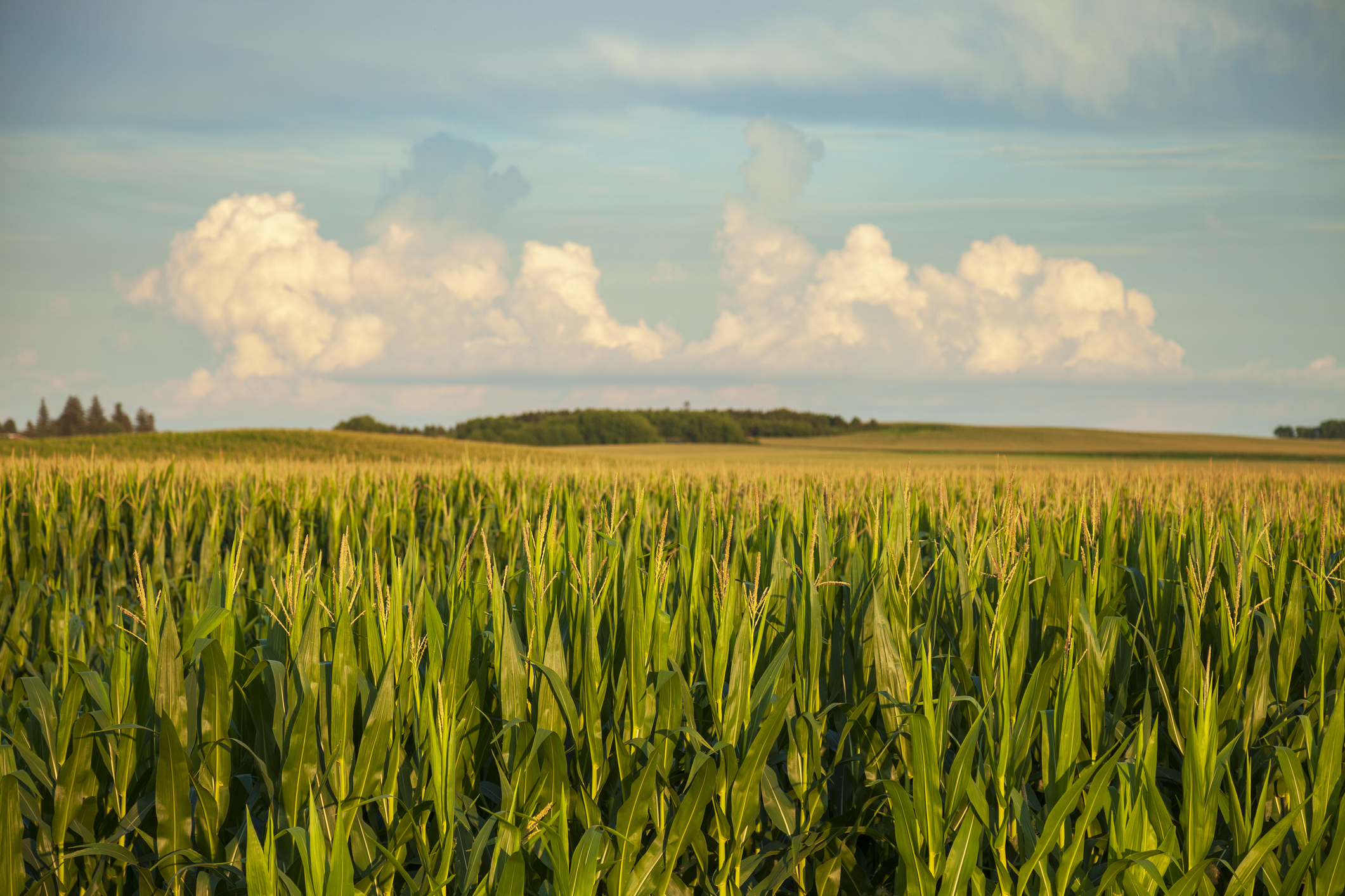 Getty Images, rolling farmland and cornfield