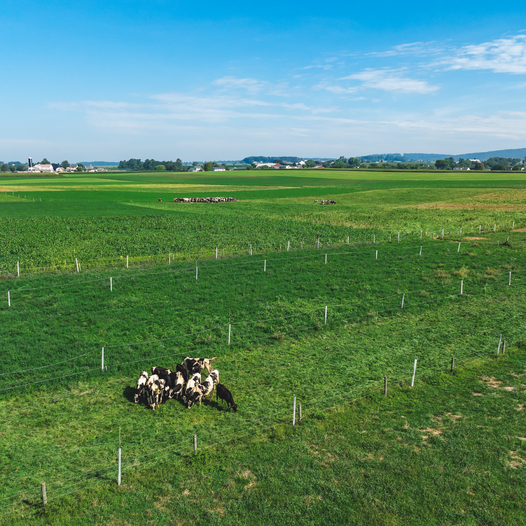 Lancaster Farm Trust, Green farmland, Cows
